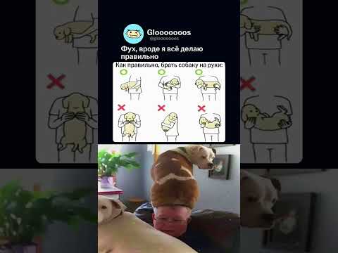 Как правильно брать собаку? 🐶 #мем #memes #мемы