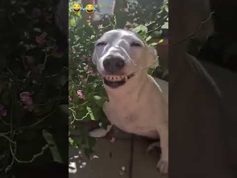 try not to laugh challenge #funnyvideos #funnymoments #crazyfails #meme