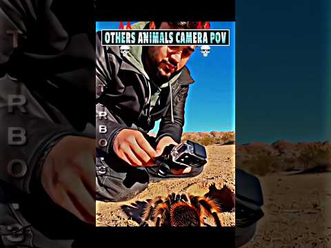 Others animals camera pov finds vs this guy 💀| #trollface  #meme #animals